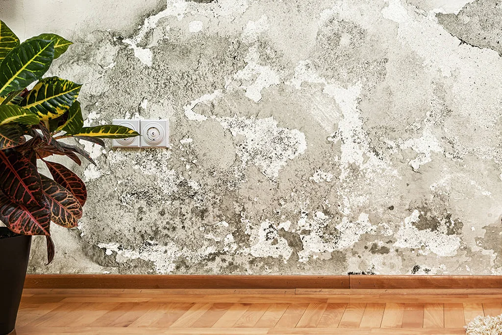 Damp on interior wall